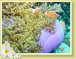 227-Pink Anemonefish(Amphiprion periderion)